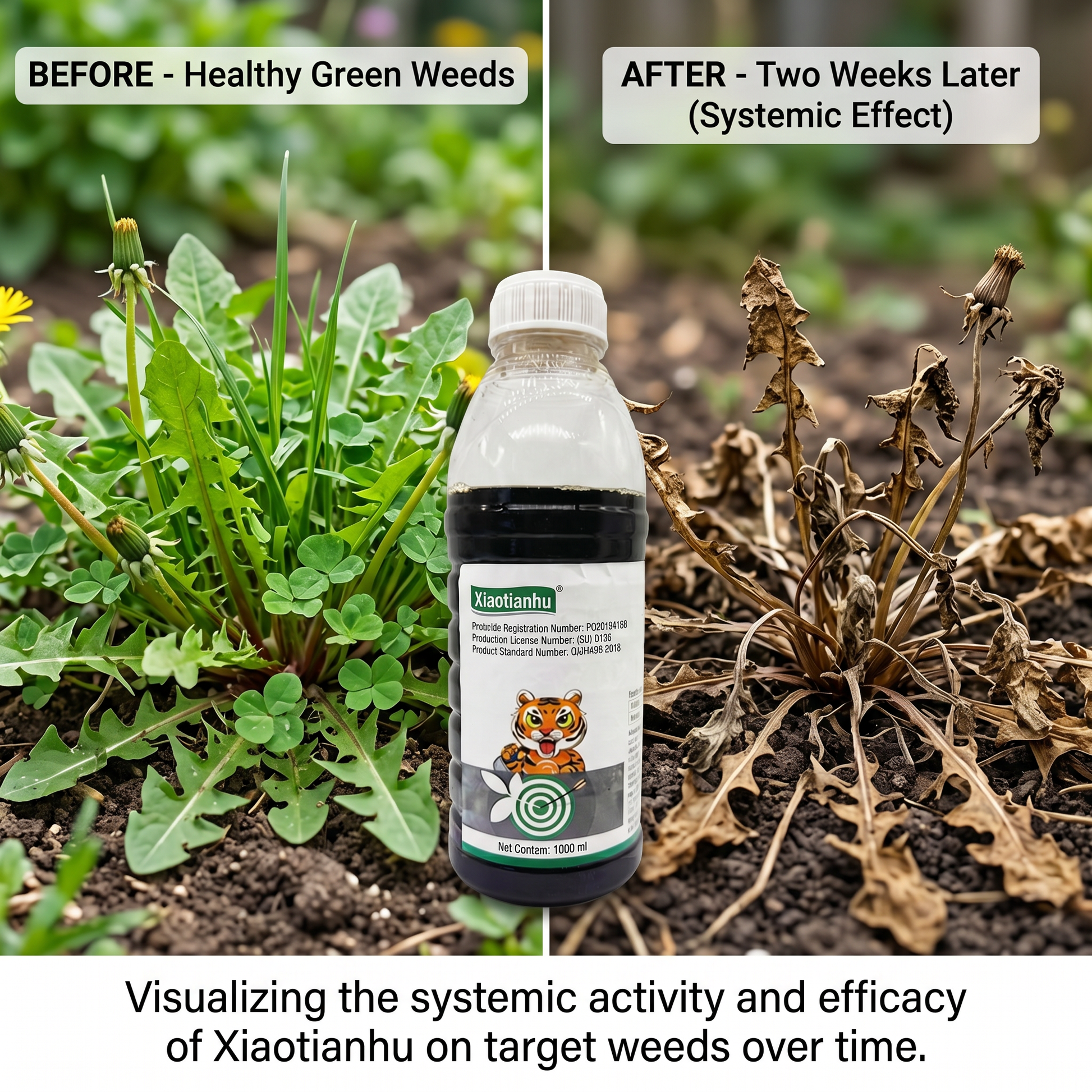 Glyphosate 10% Herbicide for Orchard Weeding & Wasteland Control | Systemic Weed Management Solution