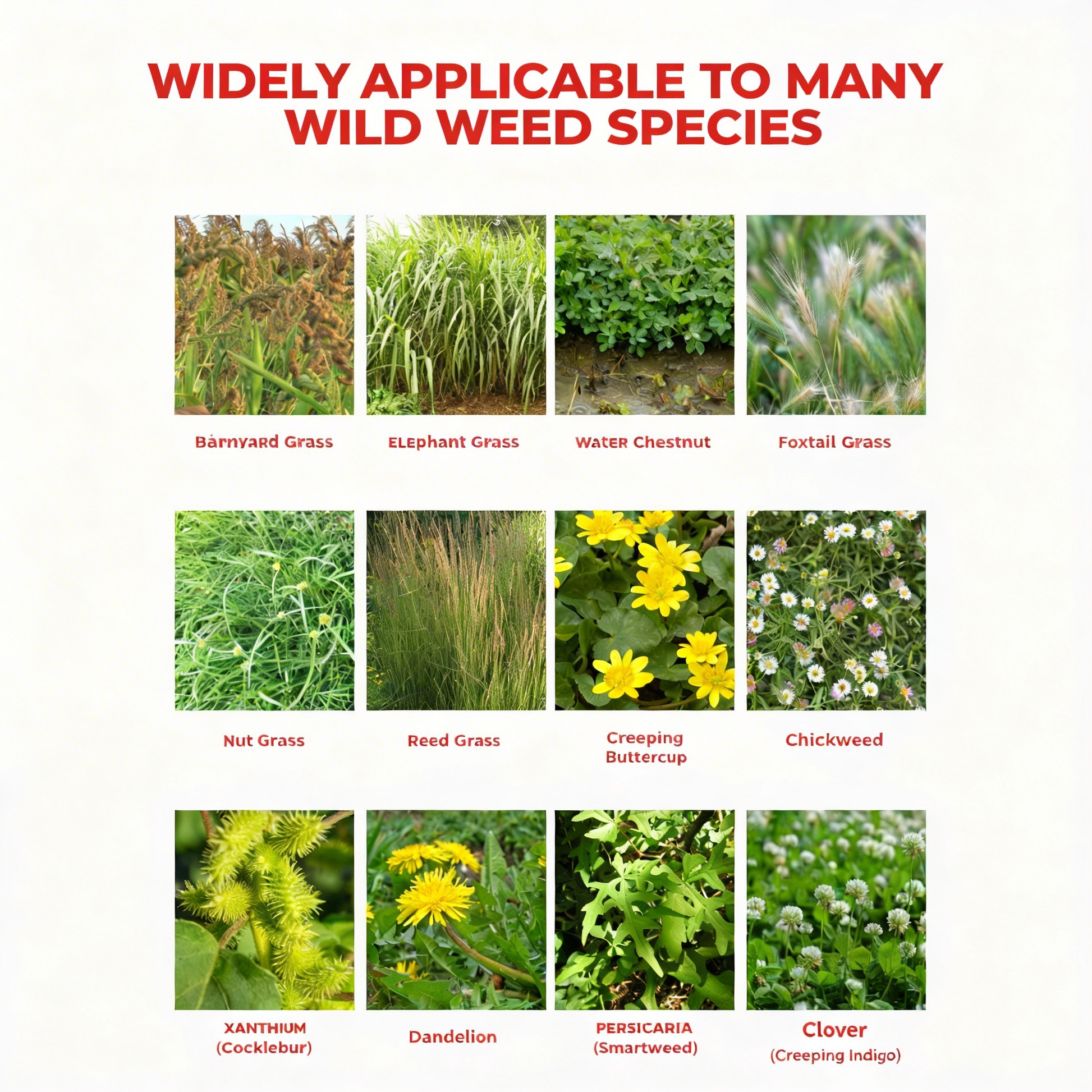 Glyphosate-based herbicide (41% concentrate) – For professional vegetation control